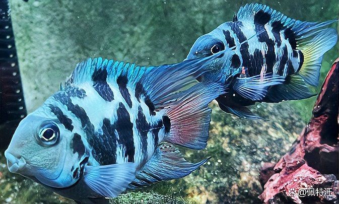 金剛鸚鵡魚不能碰的原因