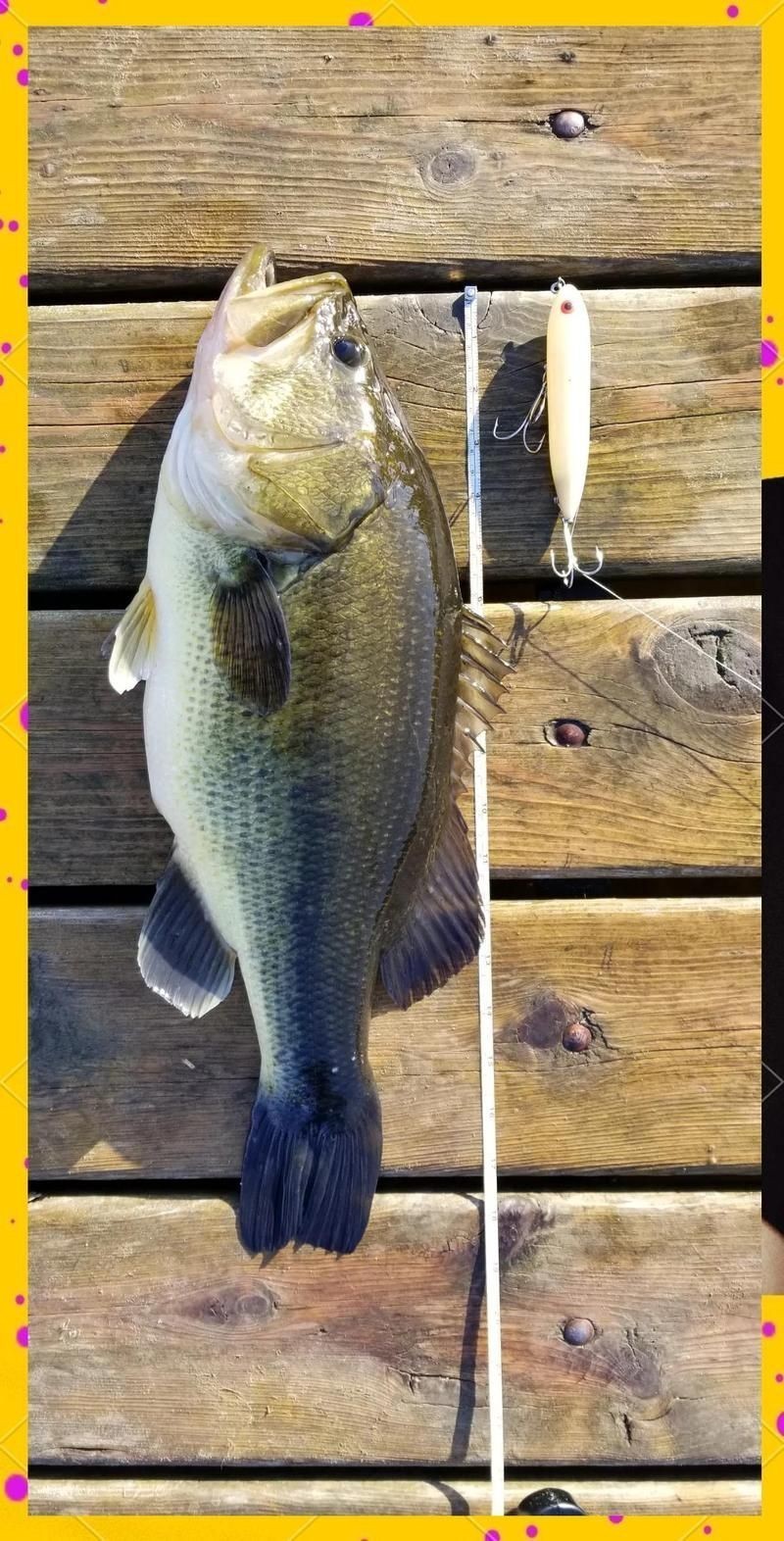 河里的大嘴魚