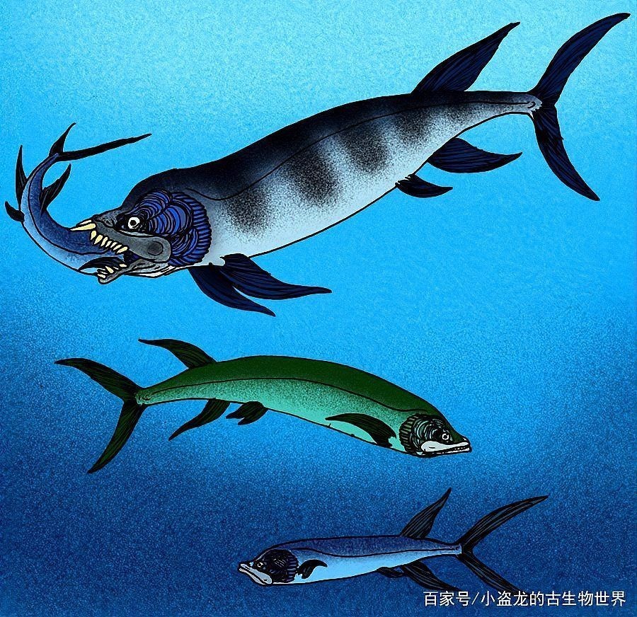劍射魚還存在嗎