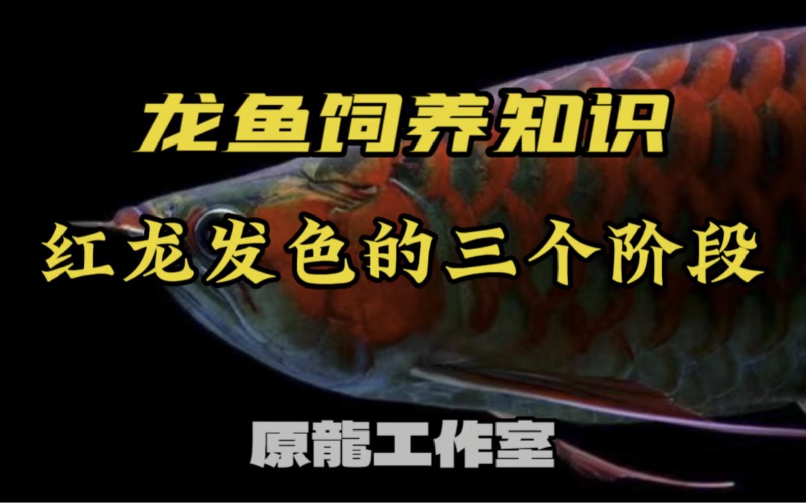 紅龍魚發色早的好還是晚的好