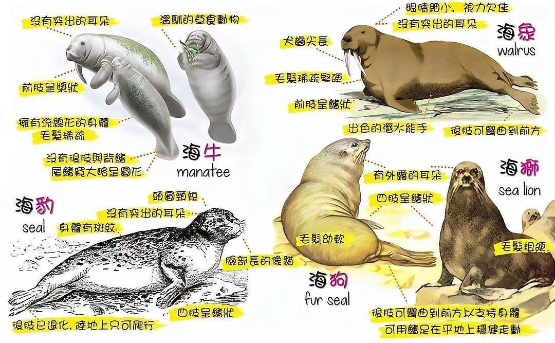 海象為什么不吃企鵝