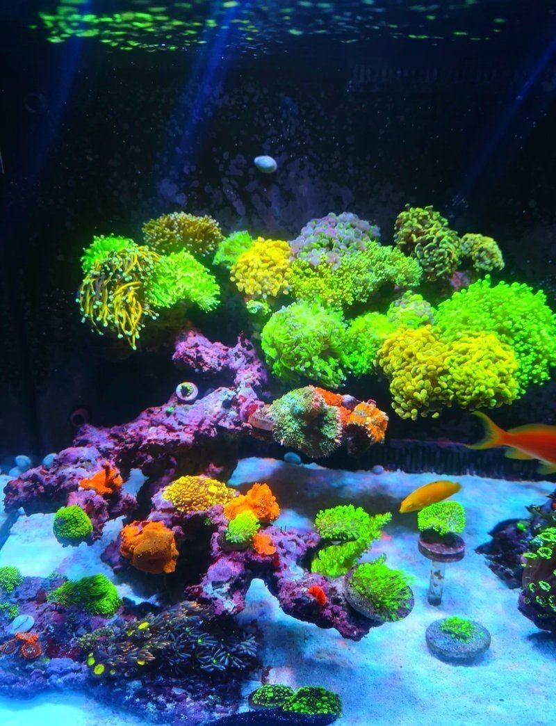 北海魚(yú)缸維護(hù)