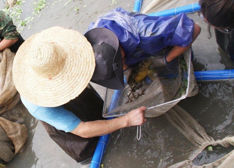 國內可以繁殖出金龍魚嗎