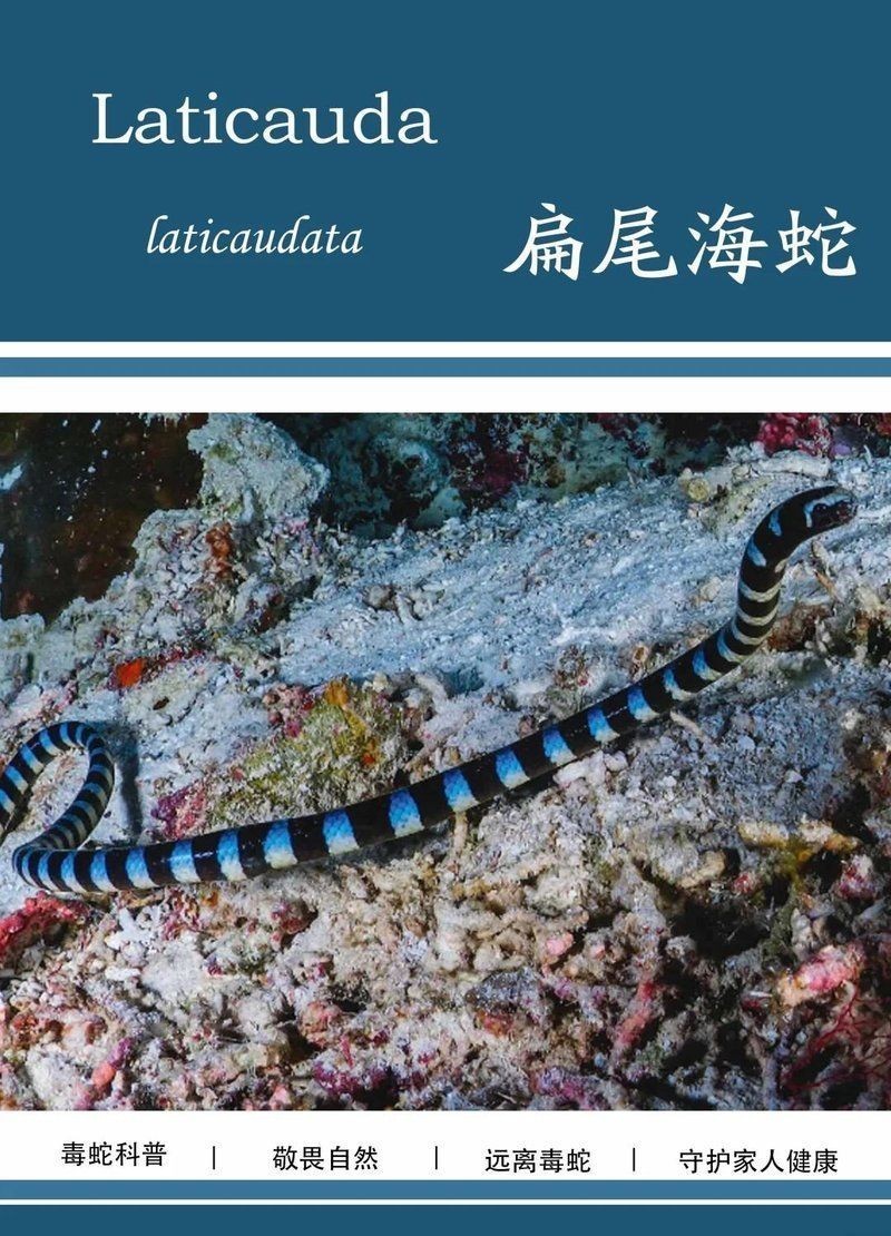海蛇英文