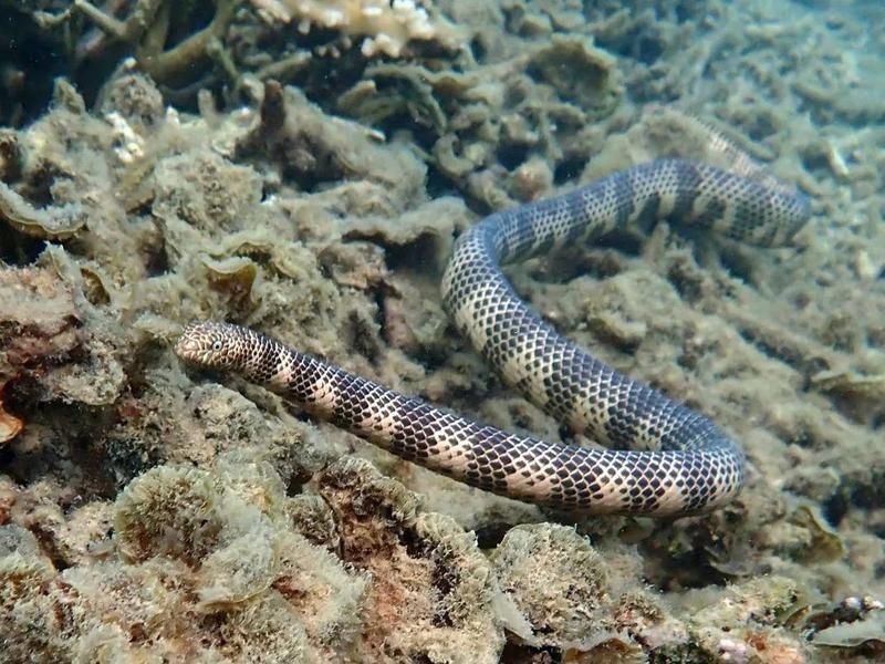 海蛇英文