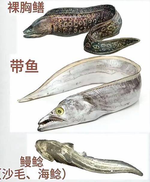 海魚大全10000種圖片