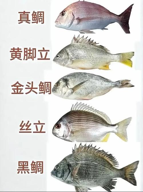 海魚大全10000種圖片