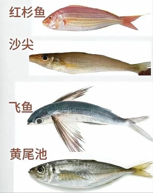 海魚大全10000種圖片