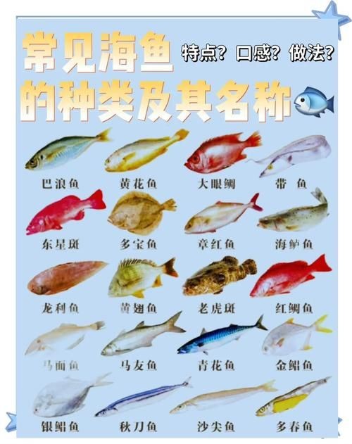 海魚大全10000種圖片