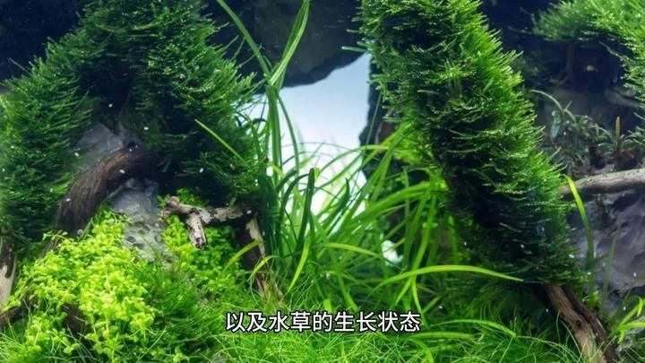 和田魚缸維護