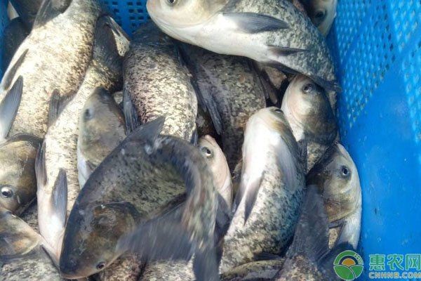 海鰱好養嗎 海鰱好養嗎 龍魚論壇 第3張