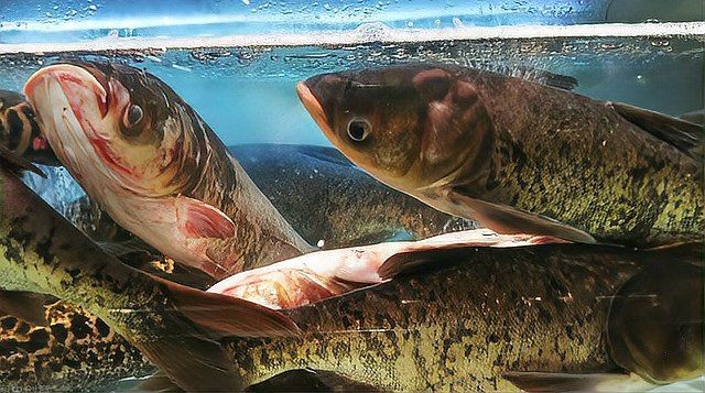 海鰱好養嗎 海鰱好養嗎 龍魚論壇 第1張