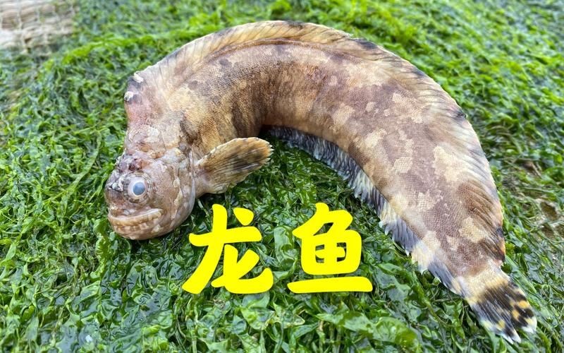 海龍魚的圖片