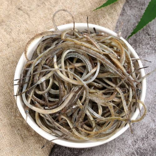海龍魚的圖片
