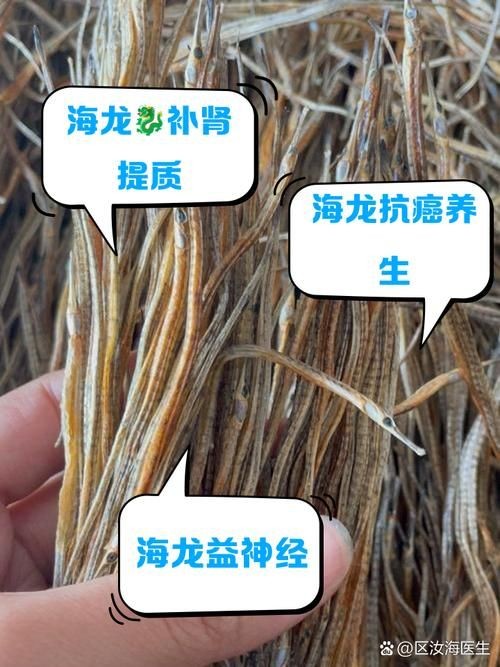 海龍魚的圖片