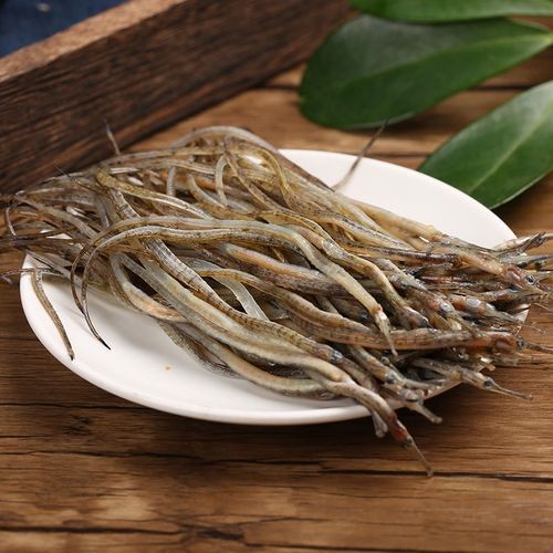 海龍魚的圖片