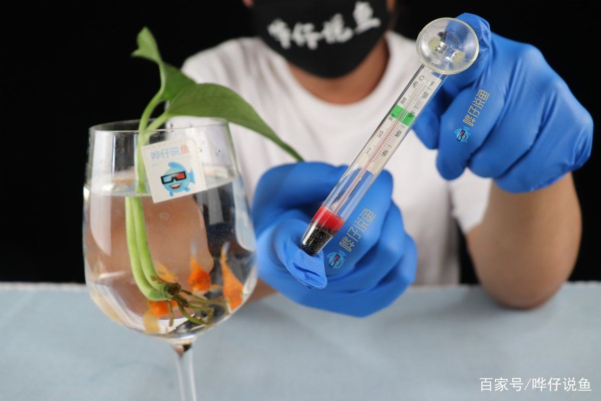 觀賞魚身上充血是什么原因