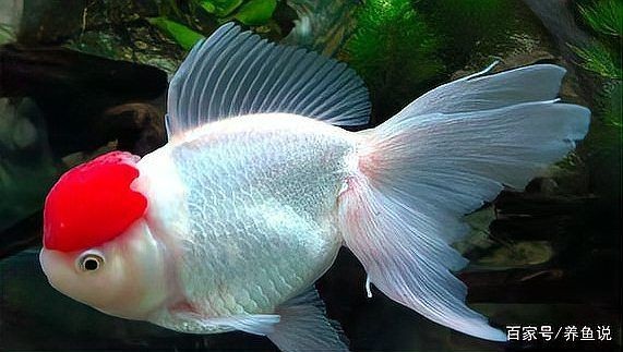 觀賞魚身上充血是什么原因