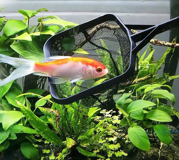 家用小魚撈網兜漁網