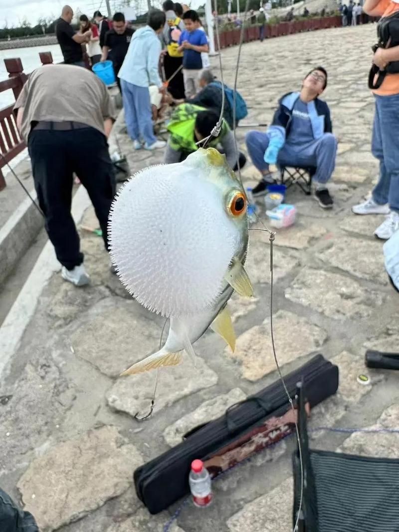 河豚可以用自來水養嗎