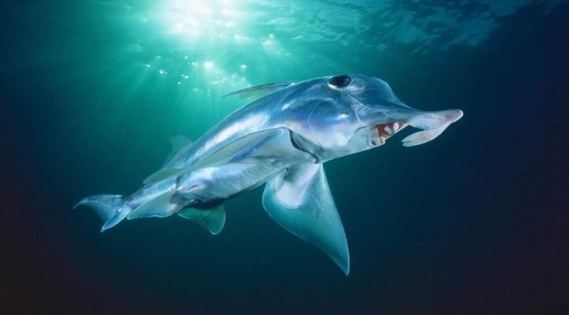 海里的像大象鼻子的魚