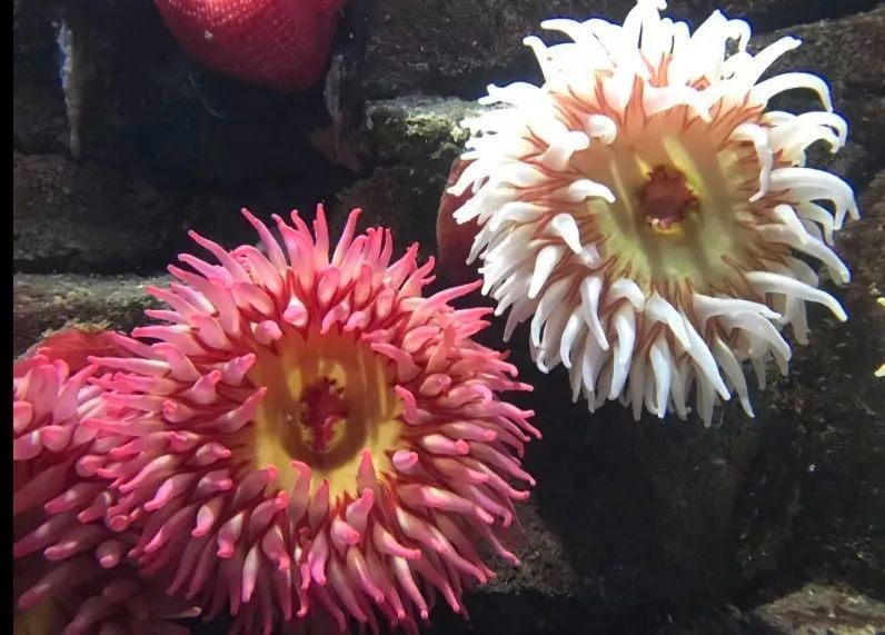 海豚鯨魚鯊魚的區別