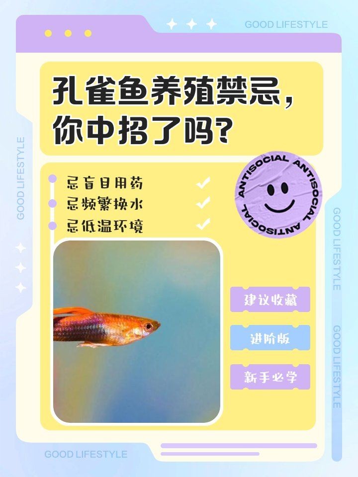 火焰精靈孔雀魚最簡單三個步驟 龍魚論壇 第9張 火焰精靈孔雀魚最簡單三個步驟 火焰精靈孔雀魚最簡單三個步驟 龍魚論壇 第9張