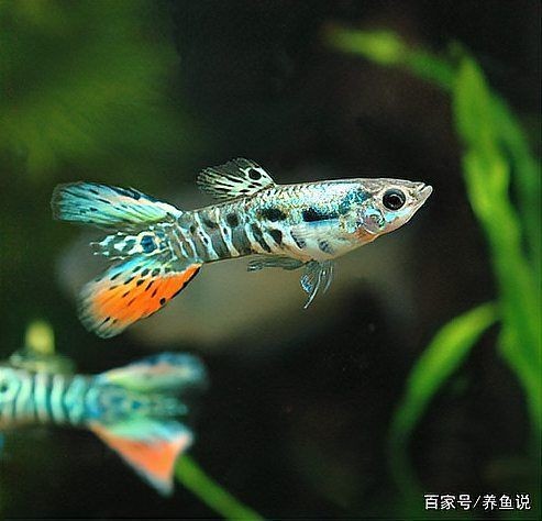 火焰精靈孔雀魚最簡單三個步驟 龍魚論壇 第7張 火焰精靈孔雀魚最簡單三個步驟 火焰精靈孔雀魚最簡單三個步驟 龍魚論壇 第7張