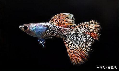 火焰精靈孔雀魚最簡單三個步驟 龍魚論壇 第5張 火焰精靈孔雀魚最簡單三個步驟 火焰精靈孔雀魚最簡單三個步驟 龍魚論壇 第5張