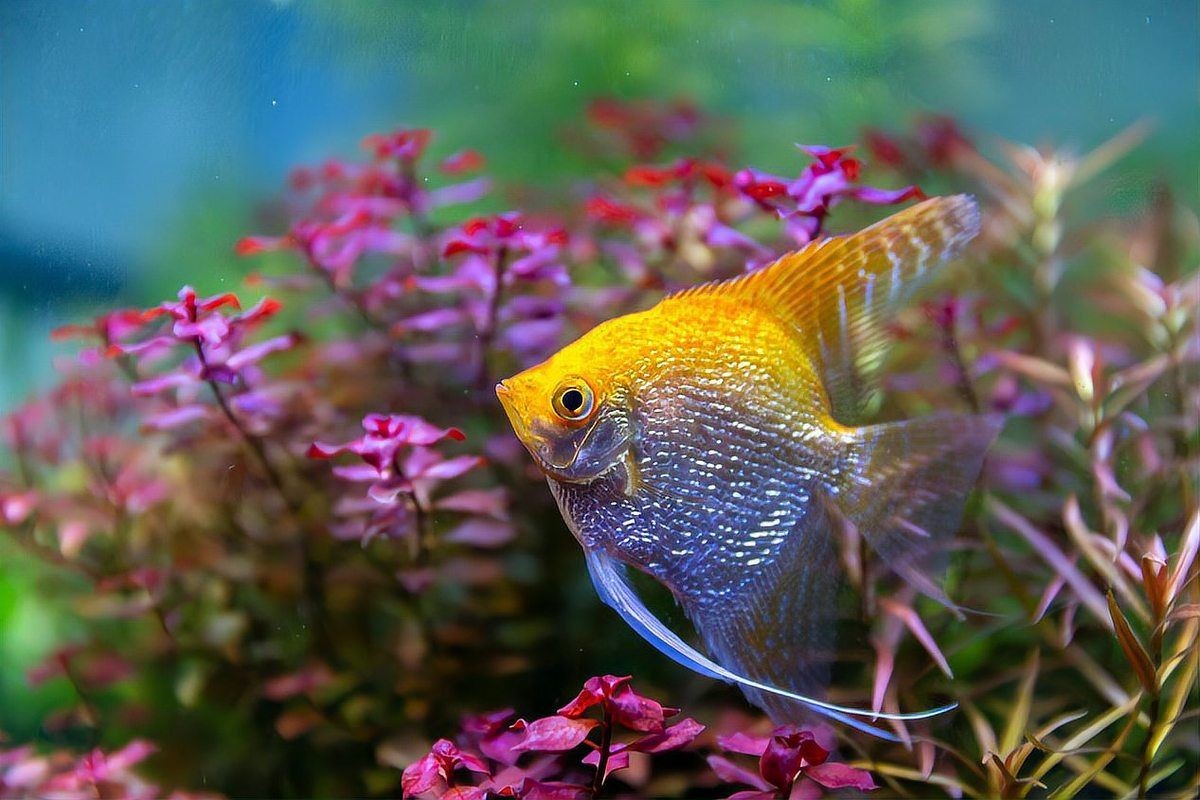 金元寶魚不打氧可以嗎