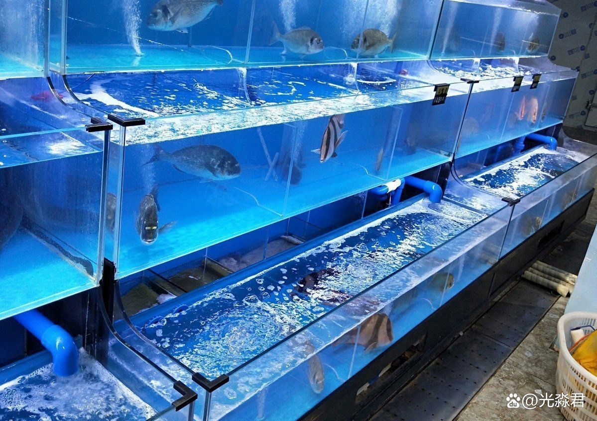 金元寶魚不打氧可以嗎