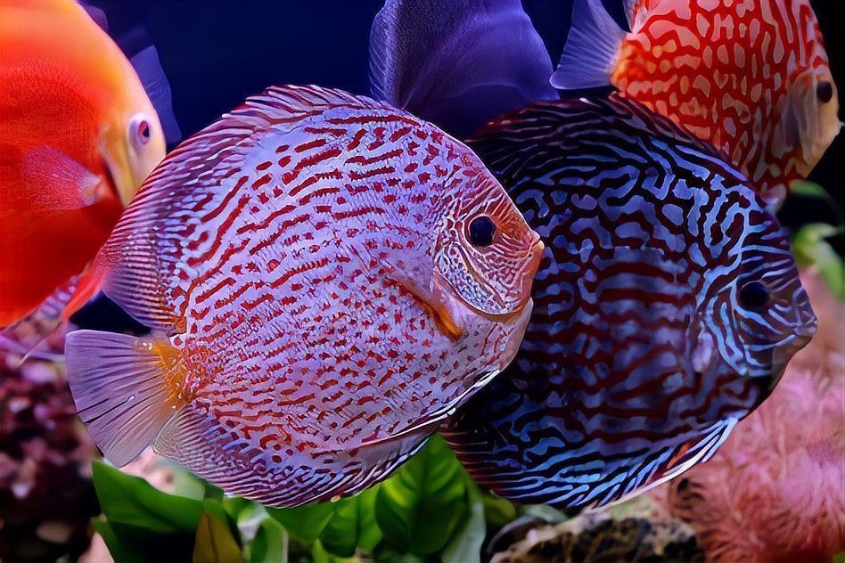 紅龍魚發色過程中會褪色嗎為什么：紅龍魚發色過程中會褪色嗎？