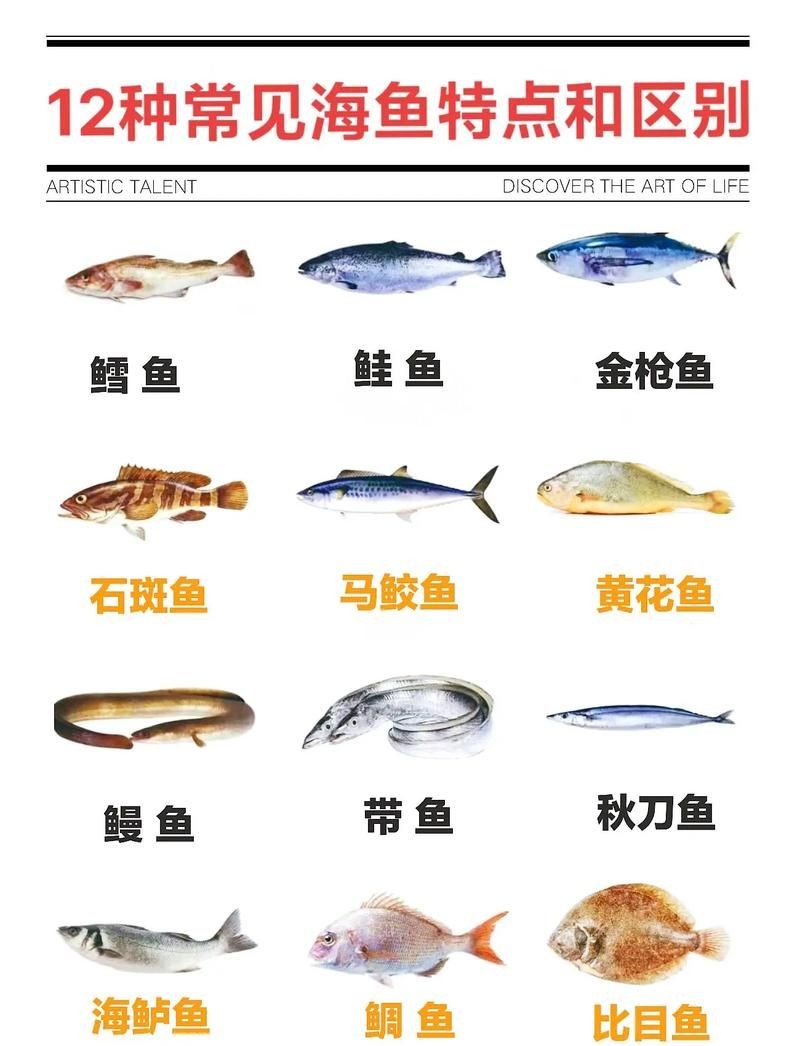 海魚大全圖片