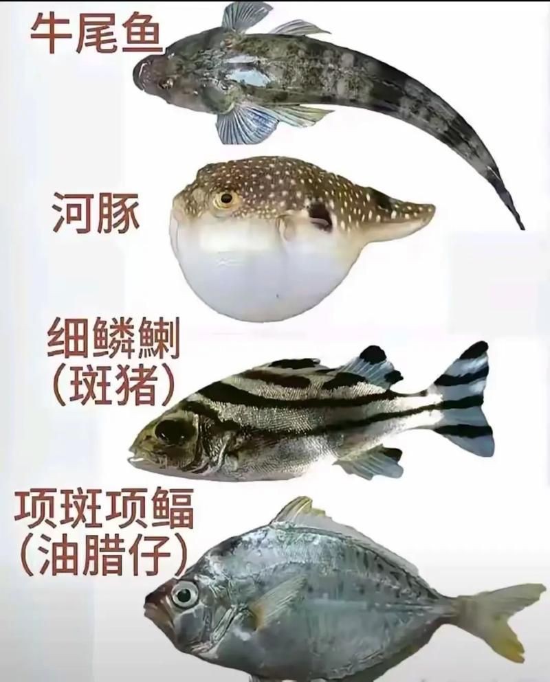 海魚大全圖片