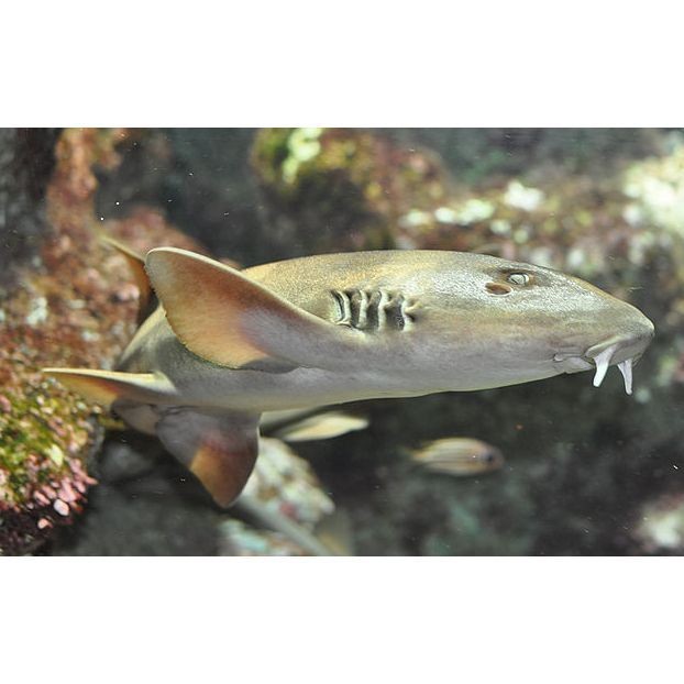 狗鯊