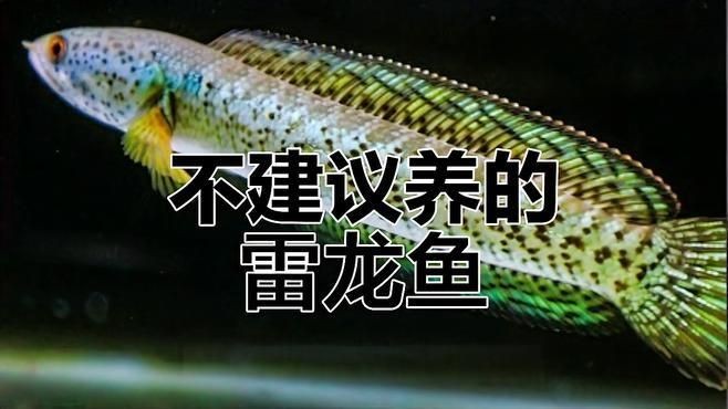 為什么不建議養雷龍魚 龍魚百科 第6張 為什么不建議養雷龍魚 為什么不建議養雷龍魚 龍魚百科 第6張