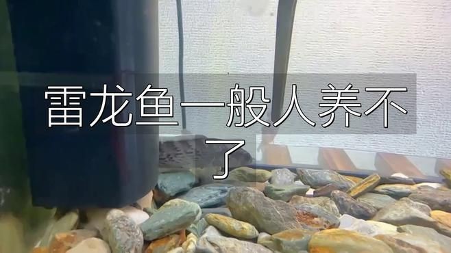 為什么不建議養雷龍魚 龍魚百科 第4張 為什么不建議養雷龍魚 為什么不建議養雷龍魚 龍魚百科 第4張