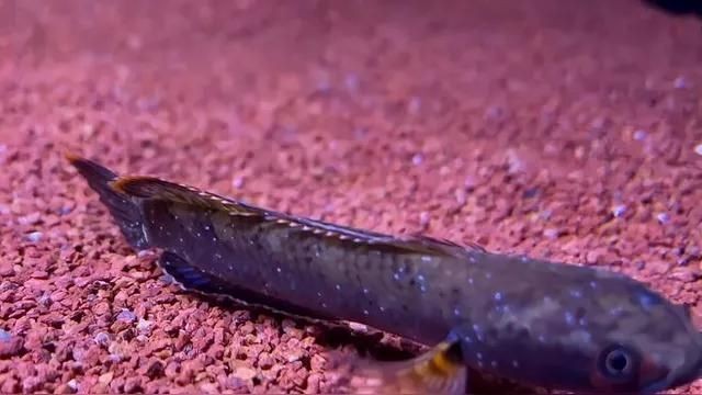 為什么不建議養雷龍魚 龍魚百科 第10張 為什么不建議養雷龍魚 為什么不建議養雷龍魚 龍魚百科 第10張