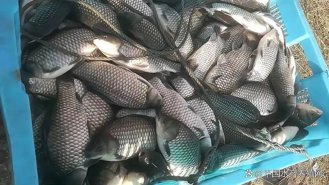 各種常見魚的價(jià)格