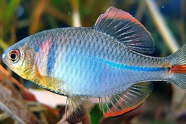 各種常見魚的價(jià)格