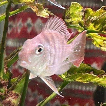 進口元寶鳳凰零號