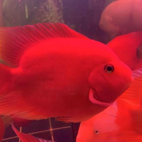 金元寶魚公母對照圖