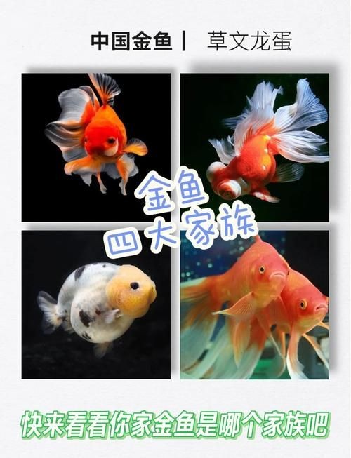 金元寶魚公母對照圖