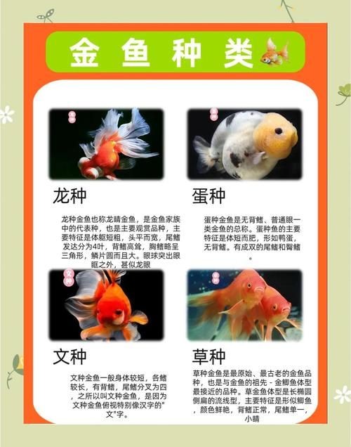 金元寶魚公母對照圖