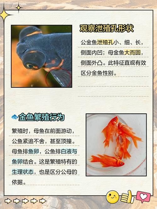 金元寶魚公母對照圖