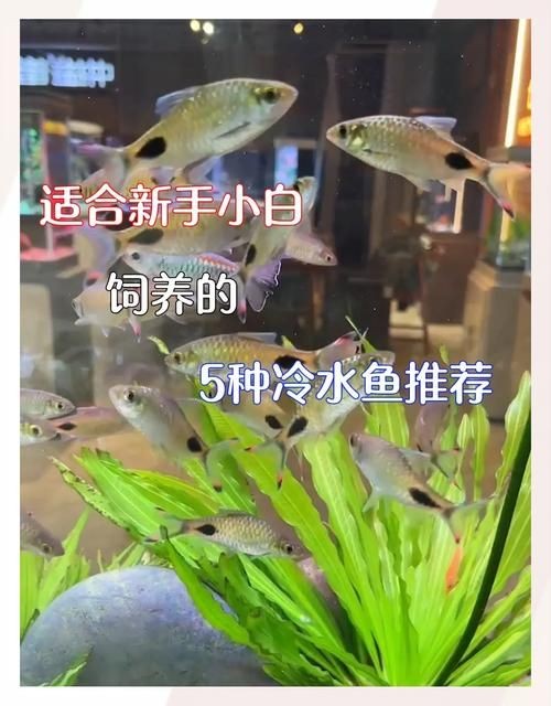 金元寶魚公母對照圖