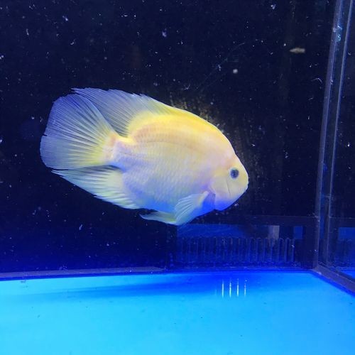 金元寶魚公母對照圖