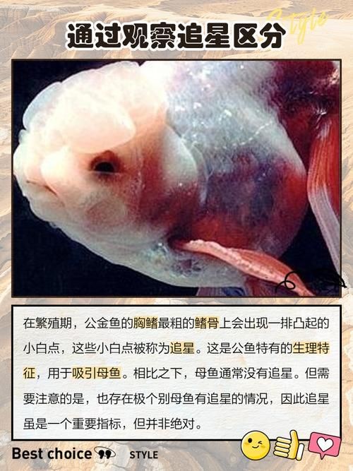 金元寶魚公母對照圖