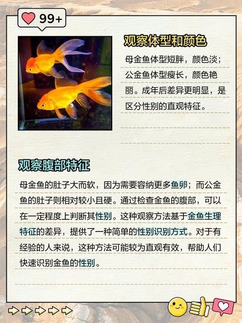 金元寶魚公母對照圖
