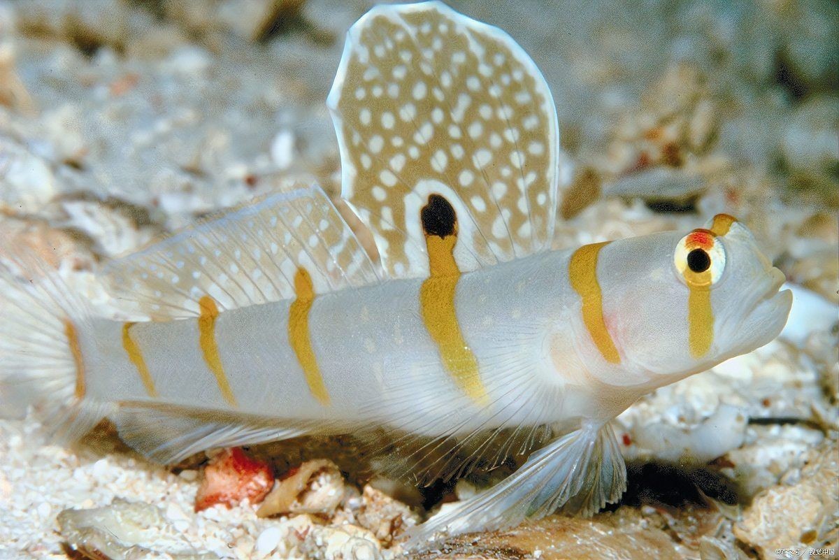 家庭養什么魚最好